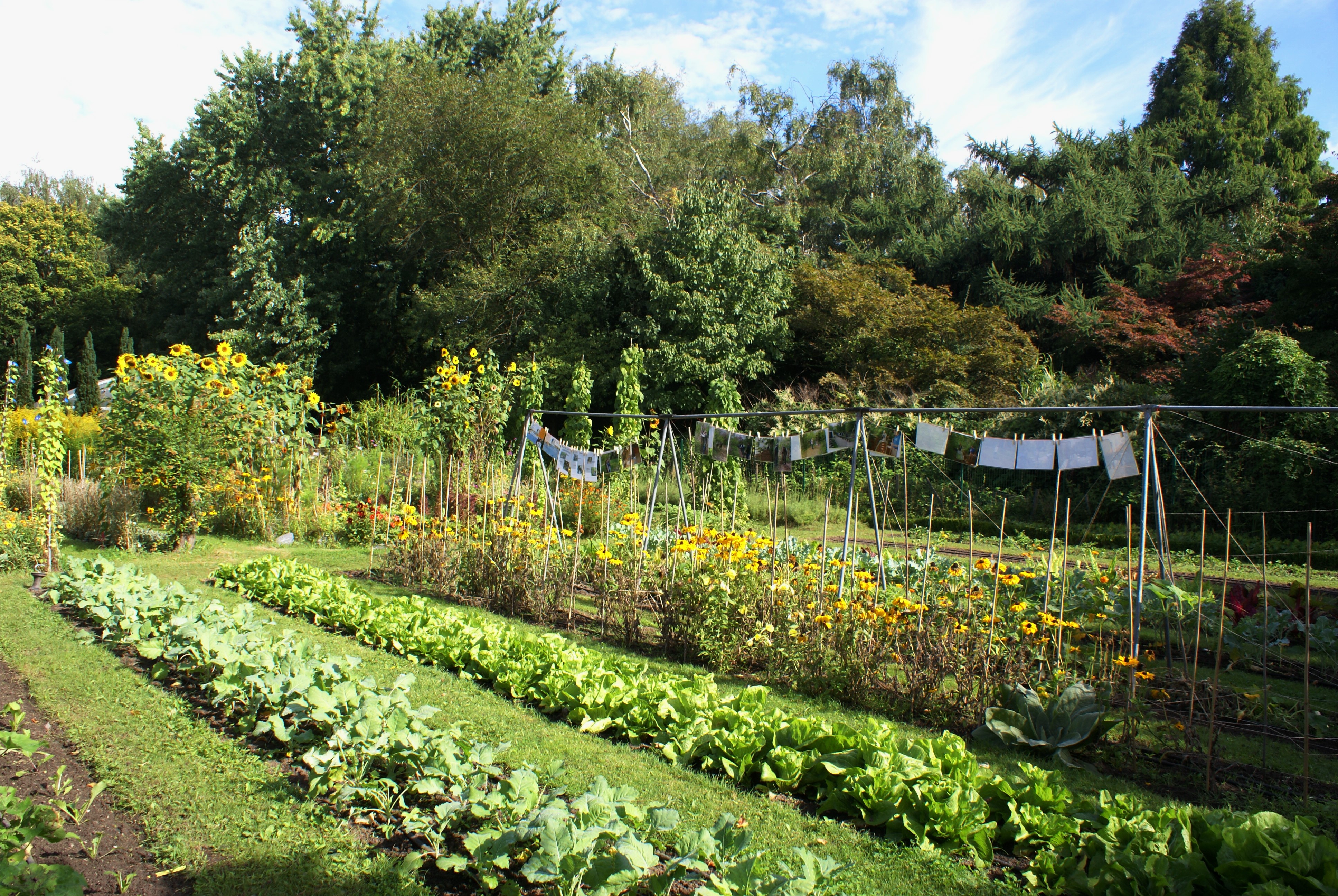 Gemüsegarten Finkens Garten