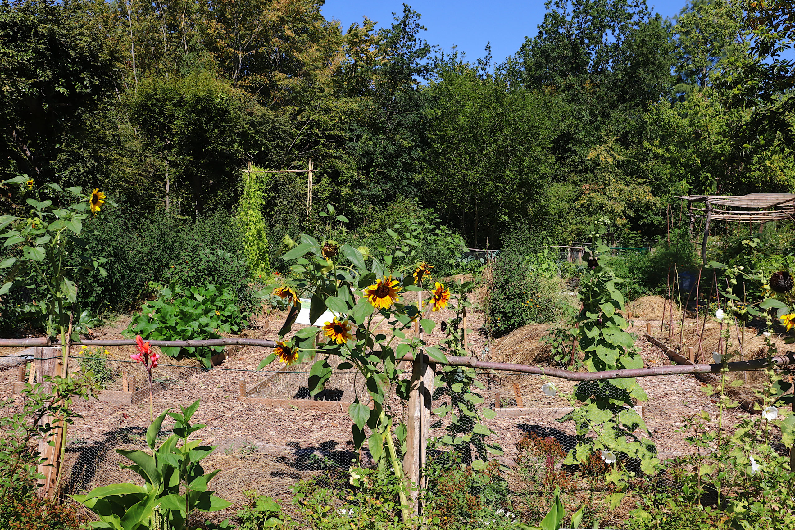 Gemusegarten Finkens Garten